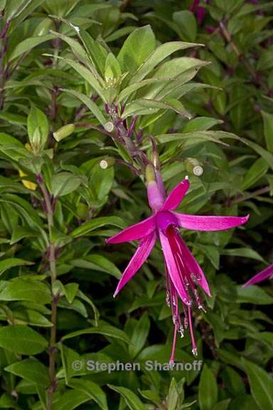 fuchsia glazioviana 1 graphic